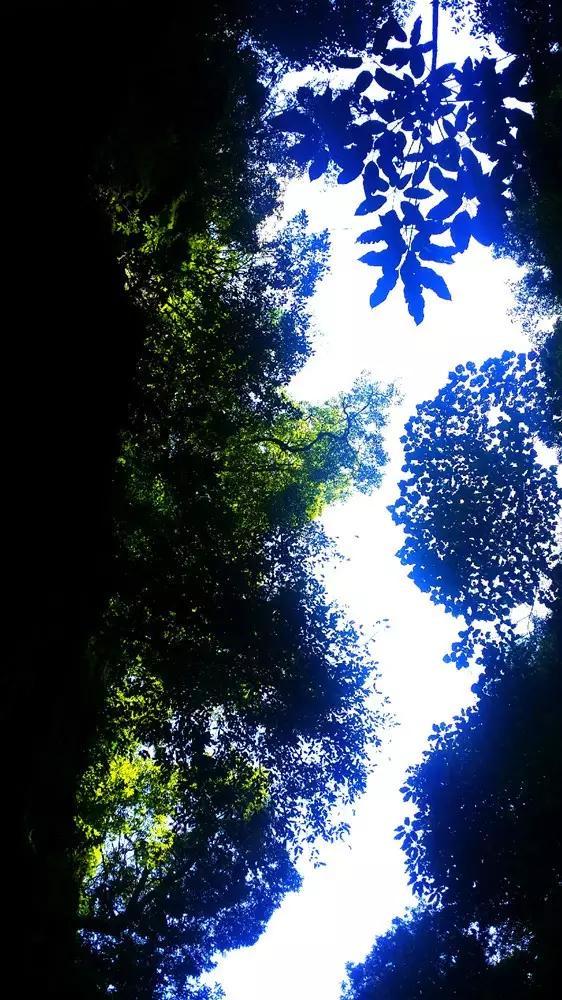这几种野菜,被称为“女人草”,经常吃点,有助子宫光滑干净